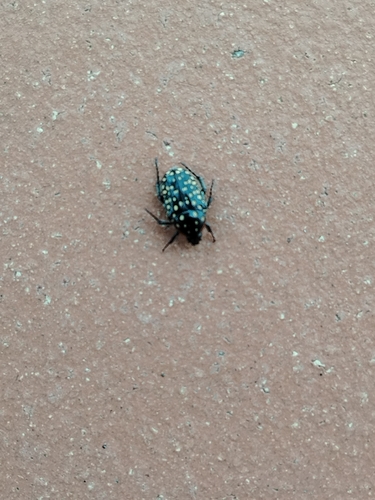 Common Dotted Fruit Chafer