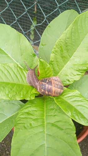 Garden Snail