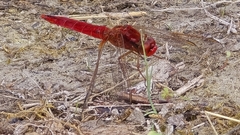 Broad Scarlet