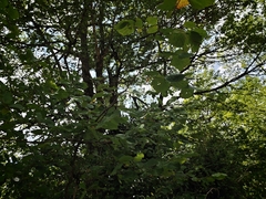 common hazel