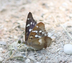 Lesser Purple Emperor
