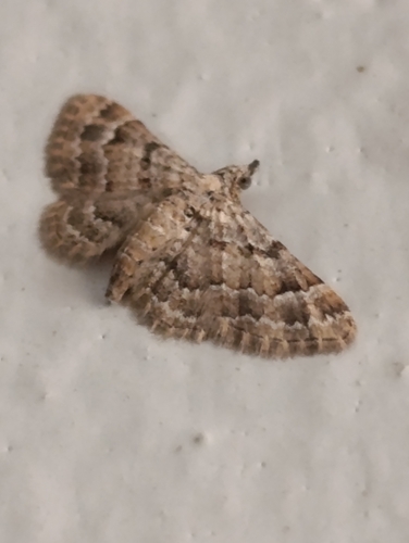 Double-striped Pug