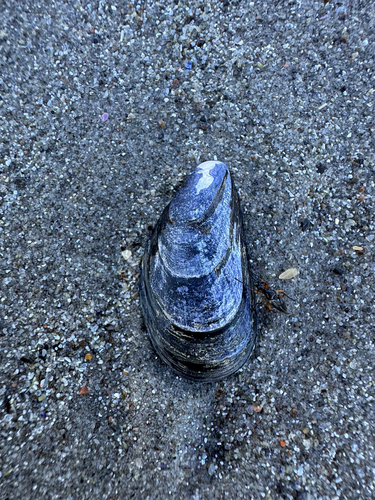Blue Mussel