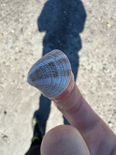 Striped Venus