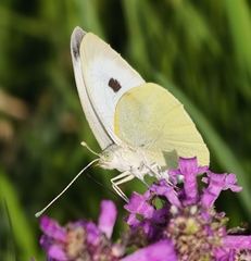 Large White
