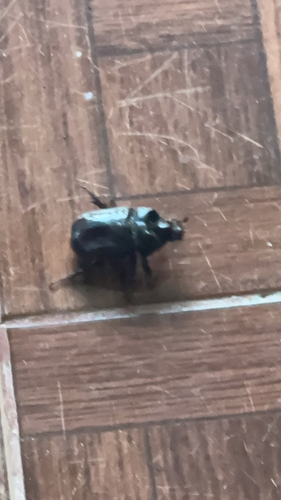 Aloeus Ox Beetle (Strategus aloeus)