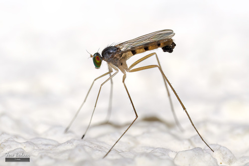Neurigona quadrifasciata