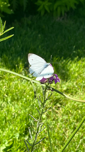 Green-veined White