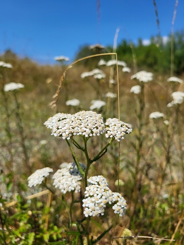 common yarrow