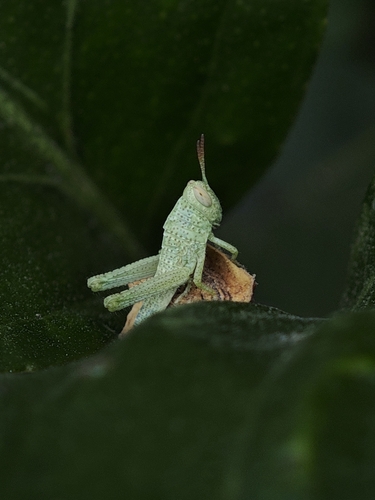 Egyptian Bird Grasshopper