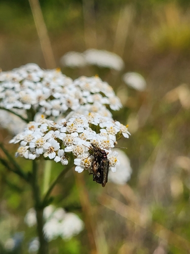 Yellow-legged Thick-legged Flower Beetle