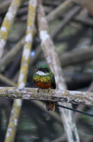 Rufous-tailed Jacamar