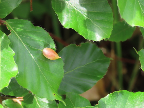 Beech Gall Midge