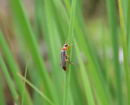 Cantharis pellucida