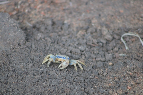 Blue Land Crab