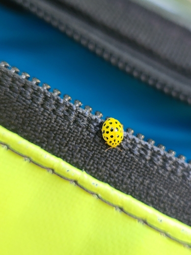 22-spot Ladybird