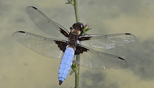 Broad-bodied Chaser