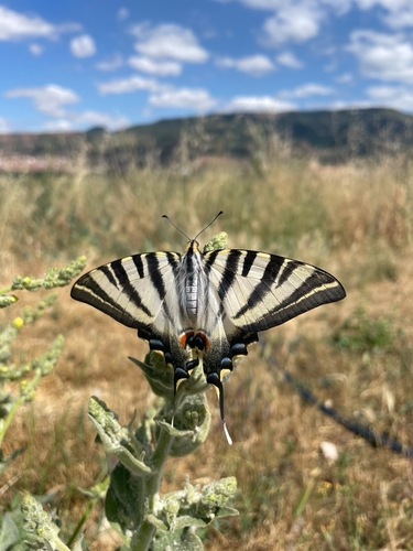 Iberian Scarce Swallowtail