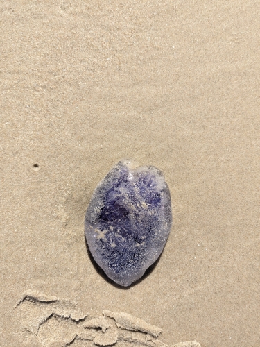 Blue Jelly
