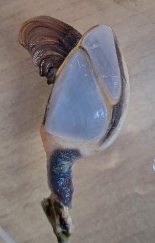 Pelagic Gooseneck Barnacle