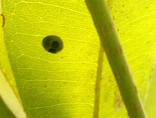 Globe-marked Lady Beetle