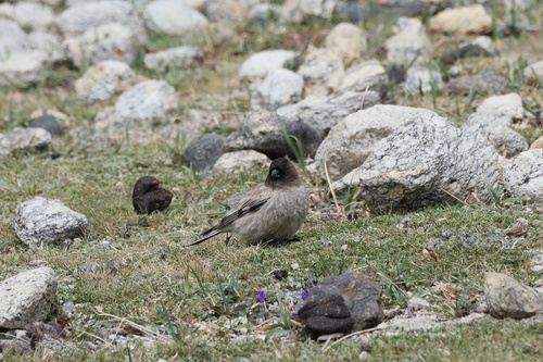 Black-headed Mountain-Finch