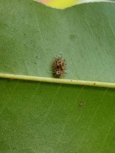 Malaysian Ladybird