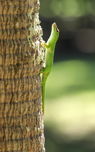 Madagascar Giant Day Gecko