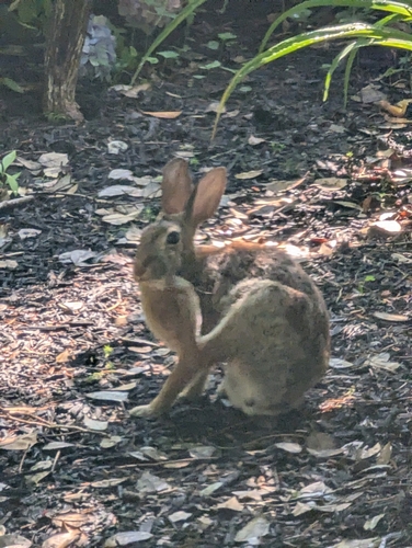 Eastern Cottontail