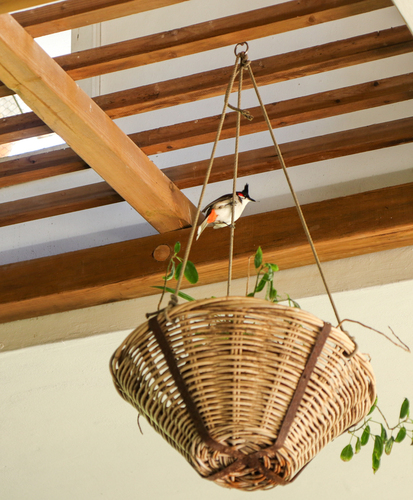 Red-whiskered Bulbul