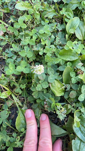 white clover
