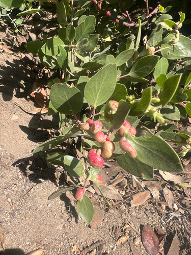 iNaturalist observation photo of Manzanita Leafgall Aphid