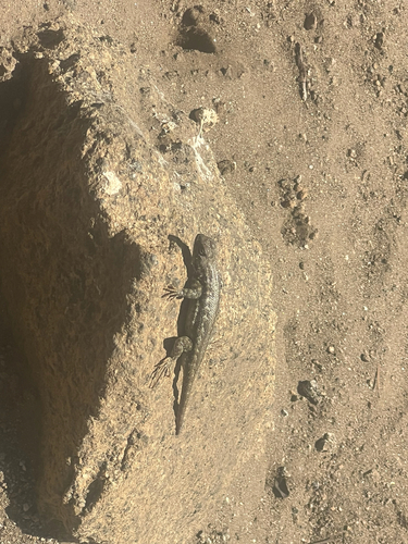 iNaturalist observation photo of Spiny Lizards