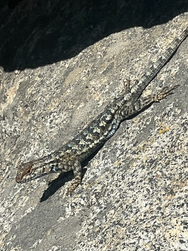 iNaturalist observation photo of Western Fence Lizard