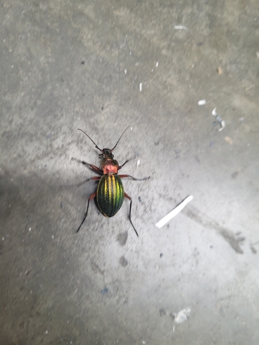 Carabus auronitens