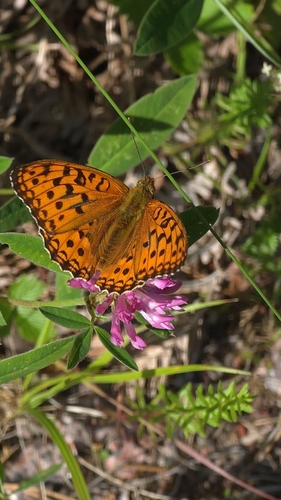 High Brown Fritillary