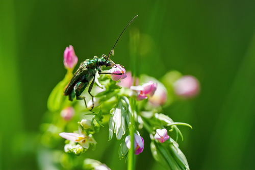 Thick-legged Flower Beetle