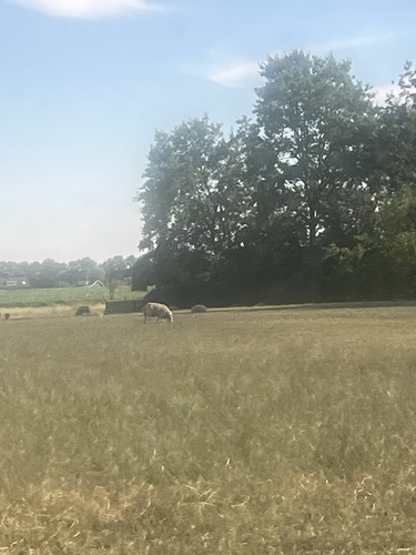 Domestic Sheep