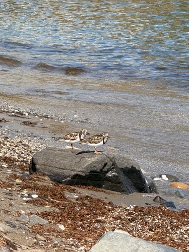 Ruddy Turnstone
