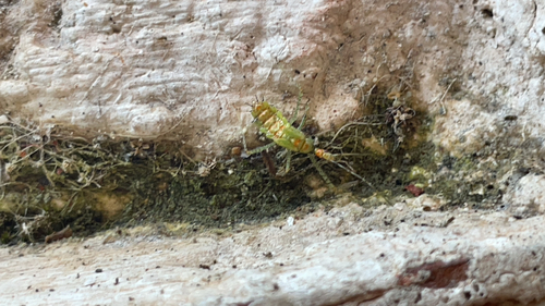 Leafhopper Assassin Bug