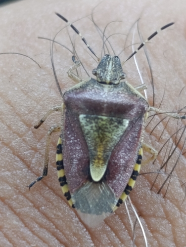 Dolycoris numidicus