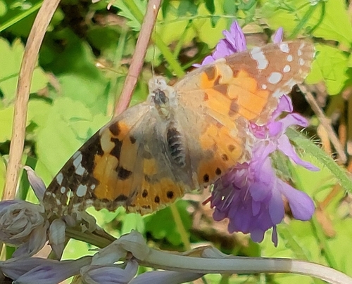 Painted Lady