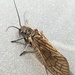 Alderflies - Photo (c) saw, all rights reserved, uploaded by saw