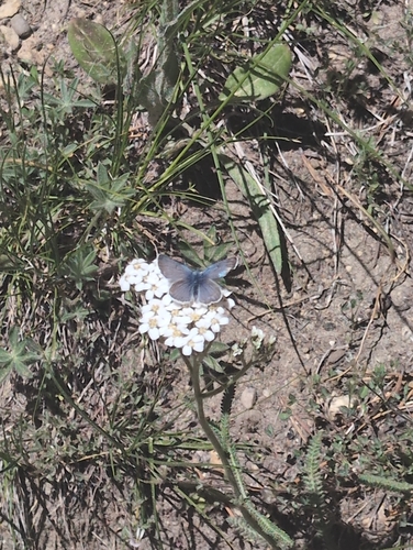 iNaturalist observation photo of Typical Blues