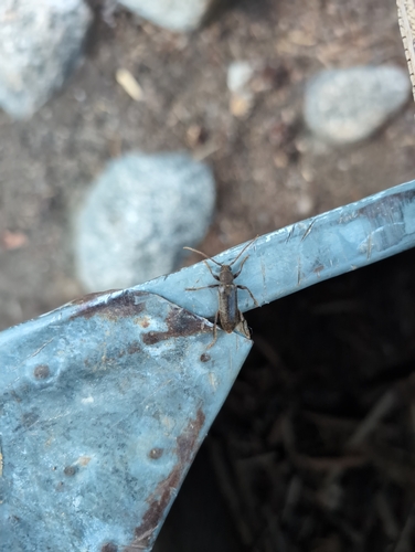 iNaturalist observation photo of velvet longhorned beetle
