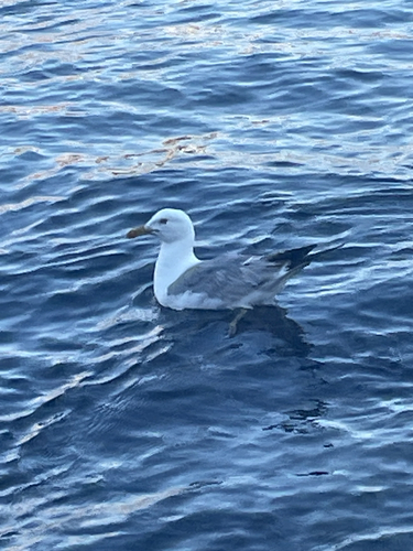 Yellow-legged Gull