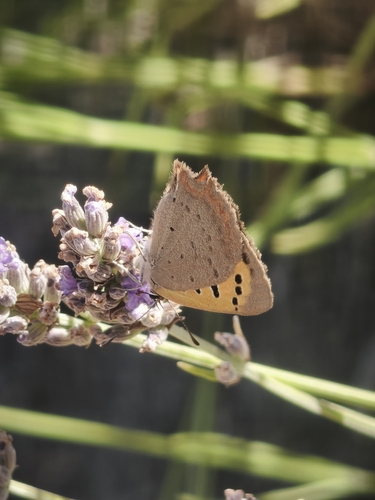 Small Copper