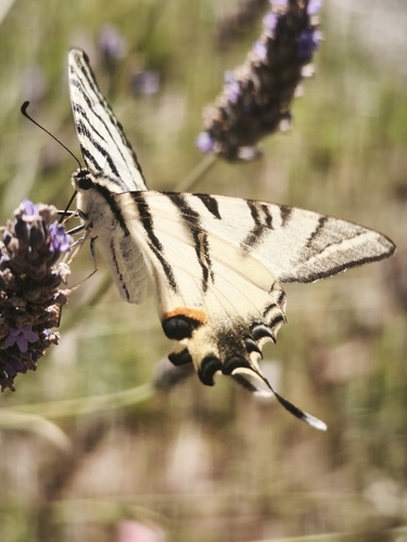 Scarce Swallowtail