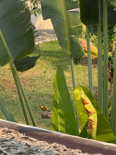 Hooded Oriole (Icterus cucullatus)