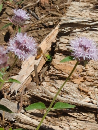 iNaturalist observation photo of Western Honey Bee